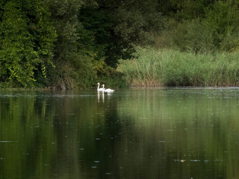 Pescuit la amur carpadventures (2)